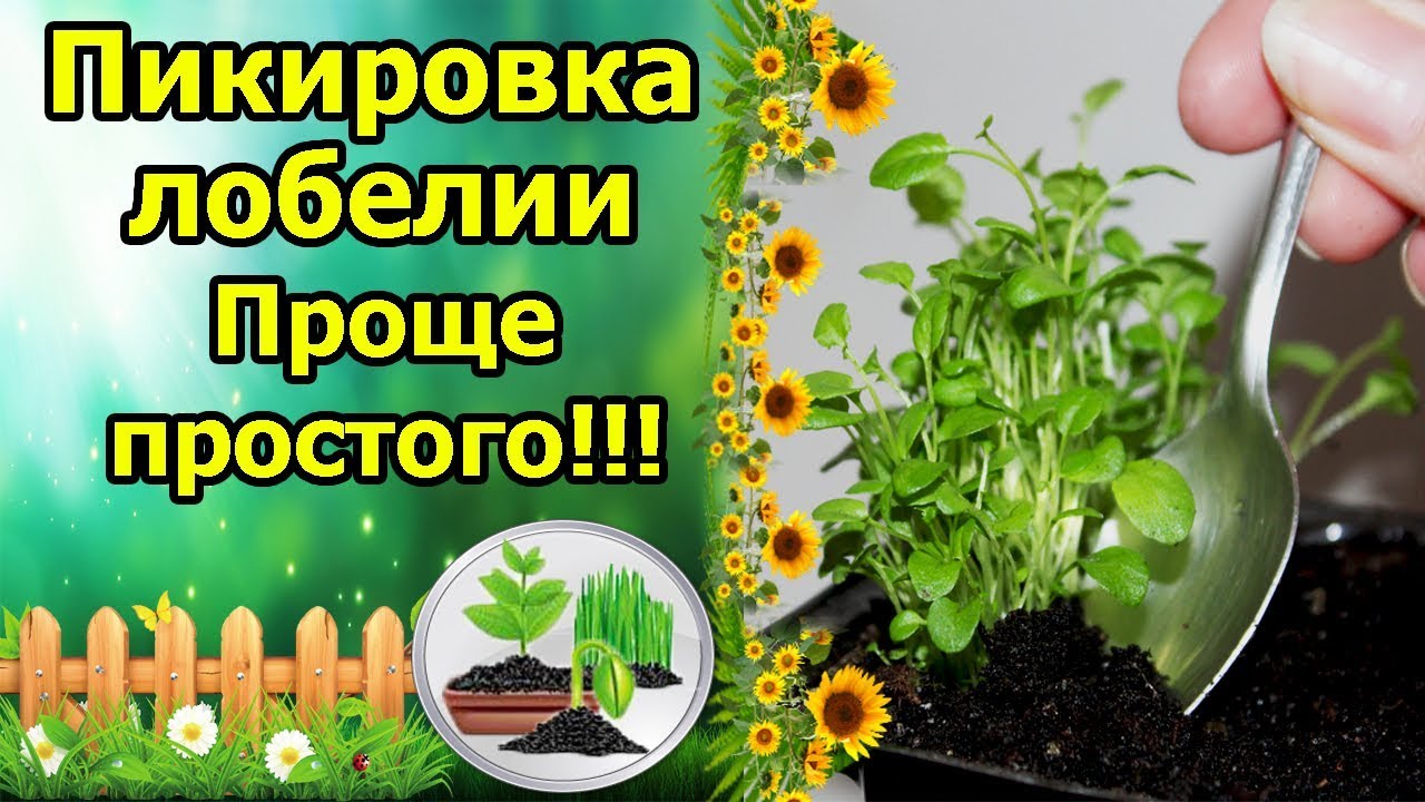 Нажмите, чтобы запустить видео