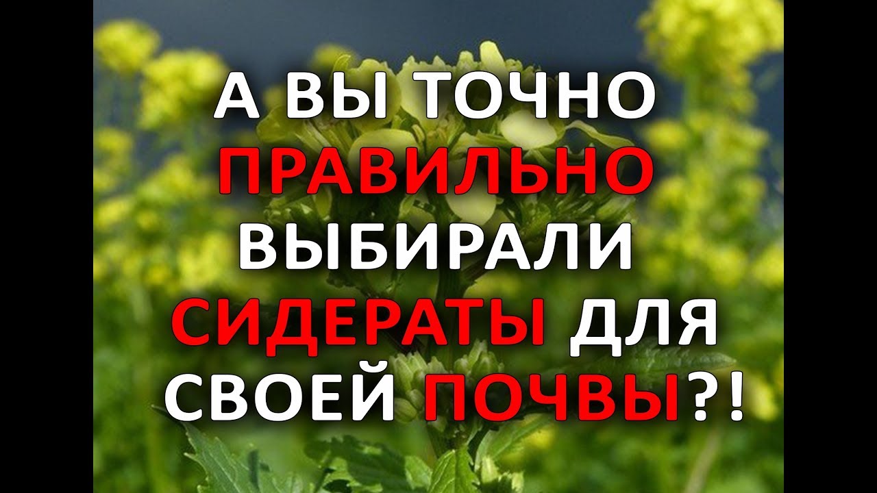 Нажмите, чтобы запустить видео