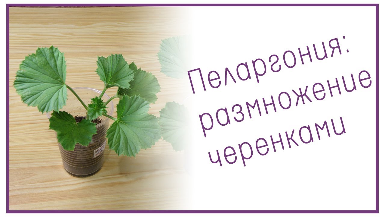 Нажмите, чтобы запустить видео