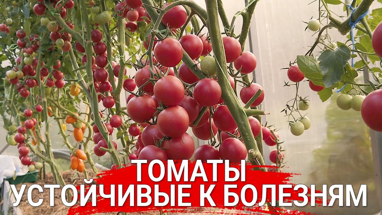 Нажмите, чтобы запустить видео