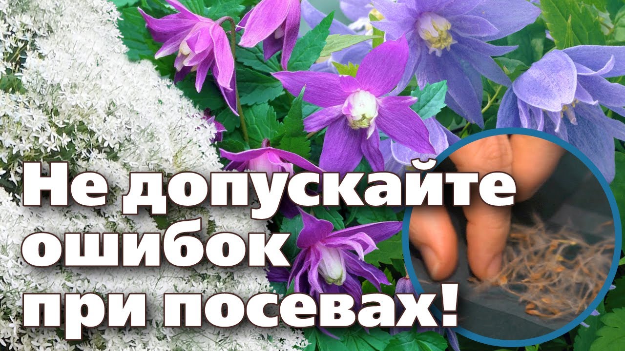 Нажмите, чтобы запустить видео