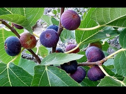 Нажмите, чтобы запустить видео