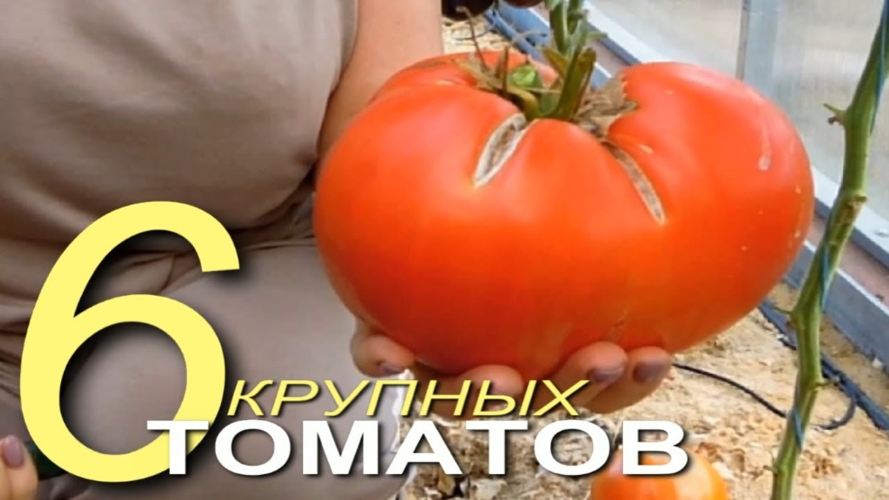 Нажмите, чтобы запустить видео