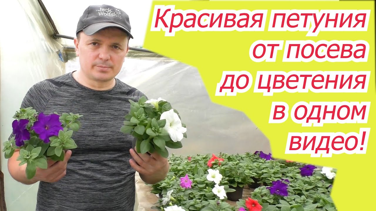Нажмите, чтобы запустить видео