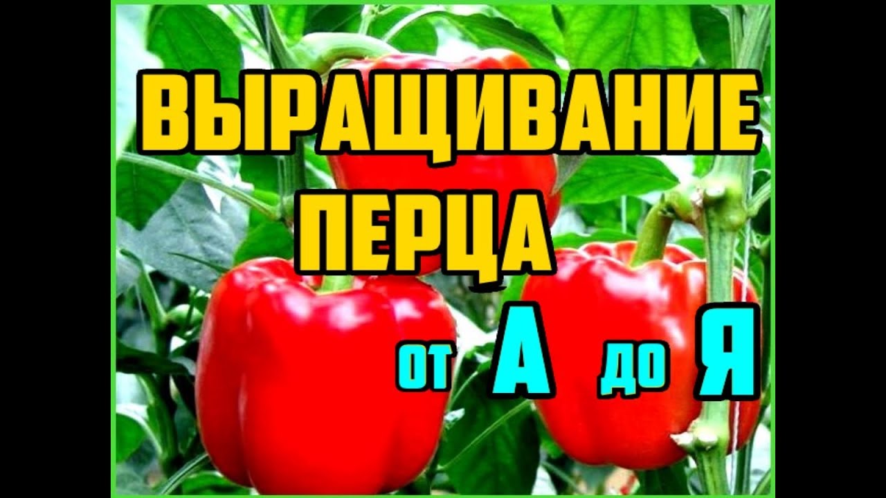 Нажмите, чтобы запустить видео