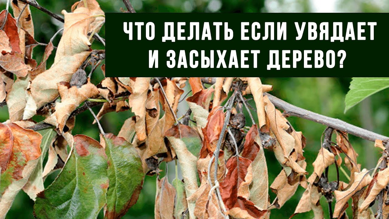 Нажмите, чтобы запустить видео