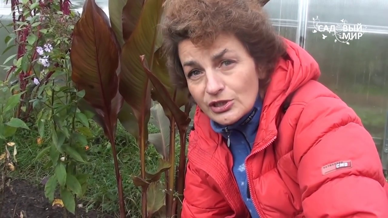 Нажмите, чтобы запустить видео
