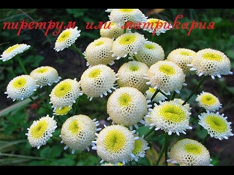 Нажмите, чтобы запустить видео