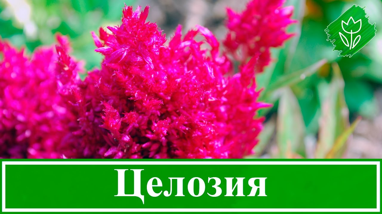 Нажмите, чтобы запустить видео