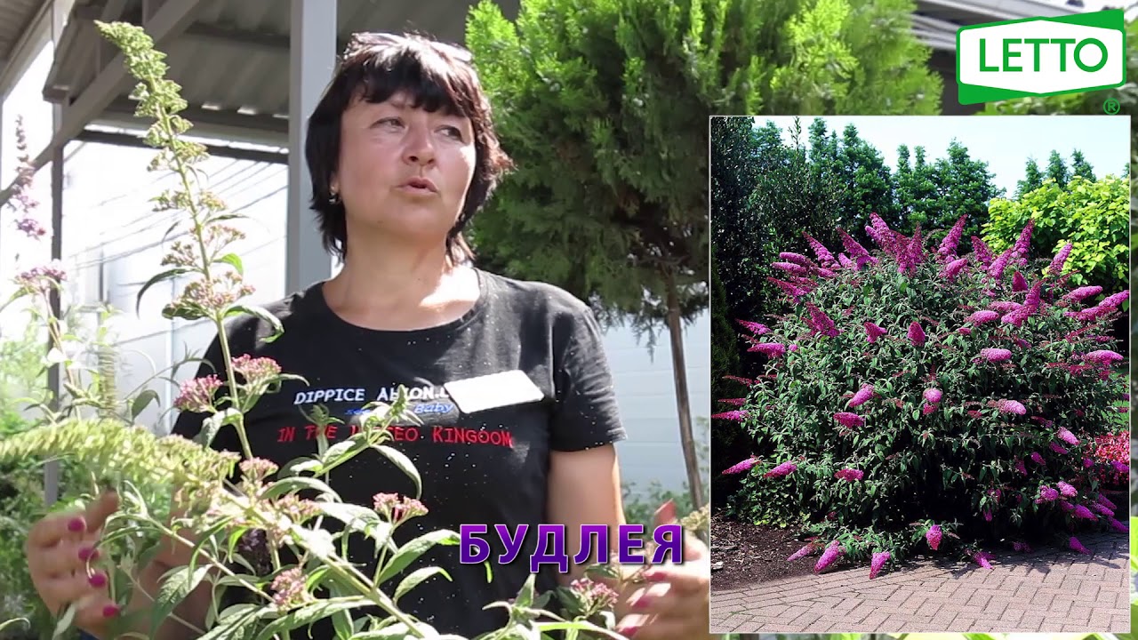 Нажмите, чтобы запустить видео