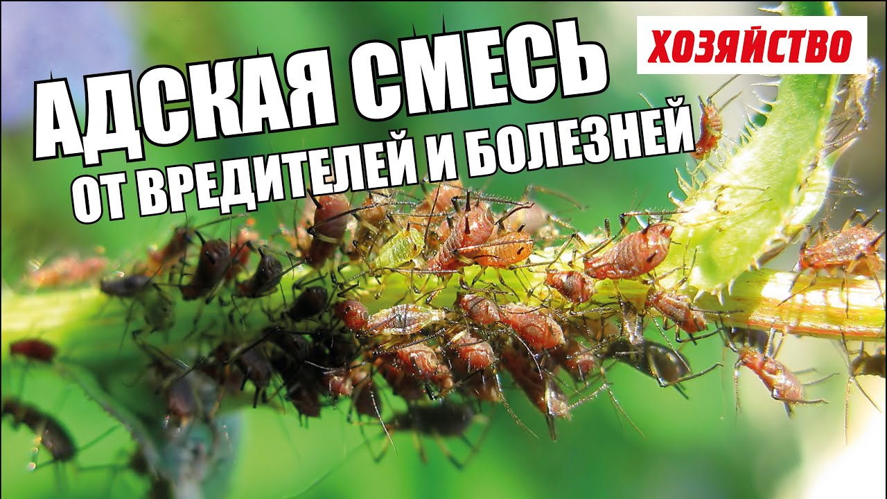 Нажмите, чтобы запустить видео