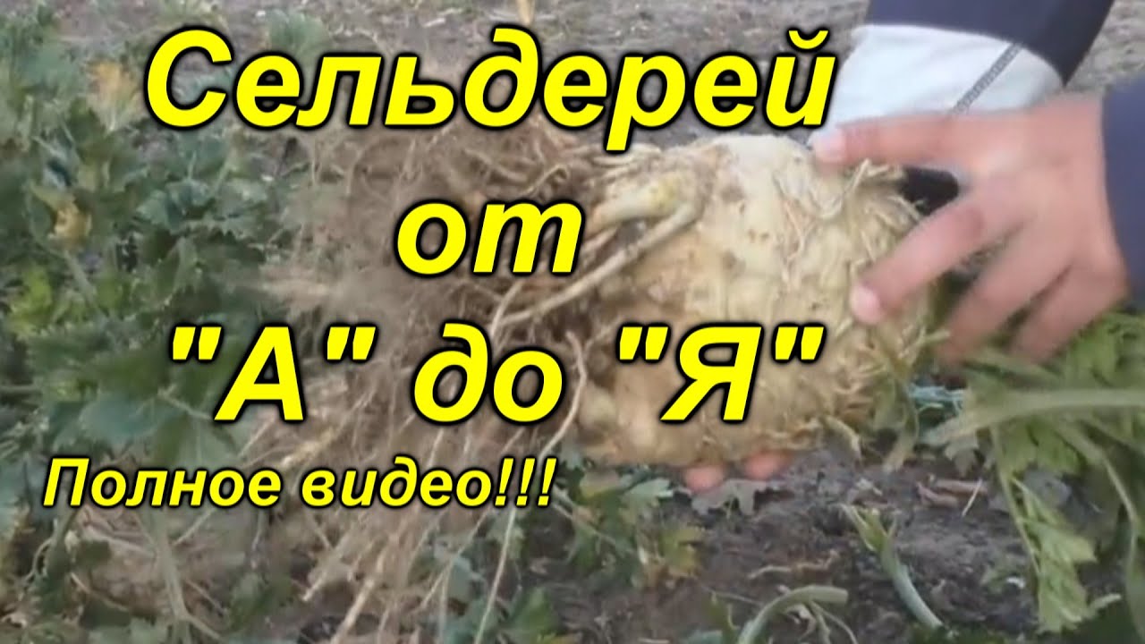 Нажмите, чтобы запустить видео