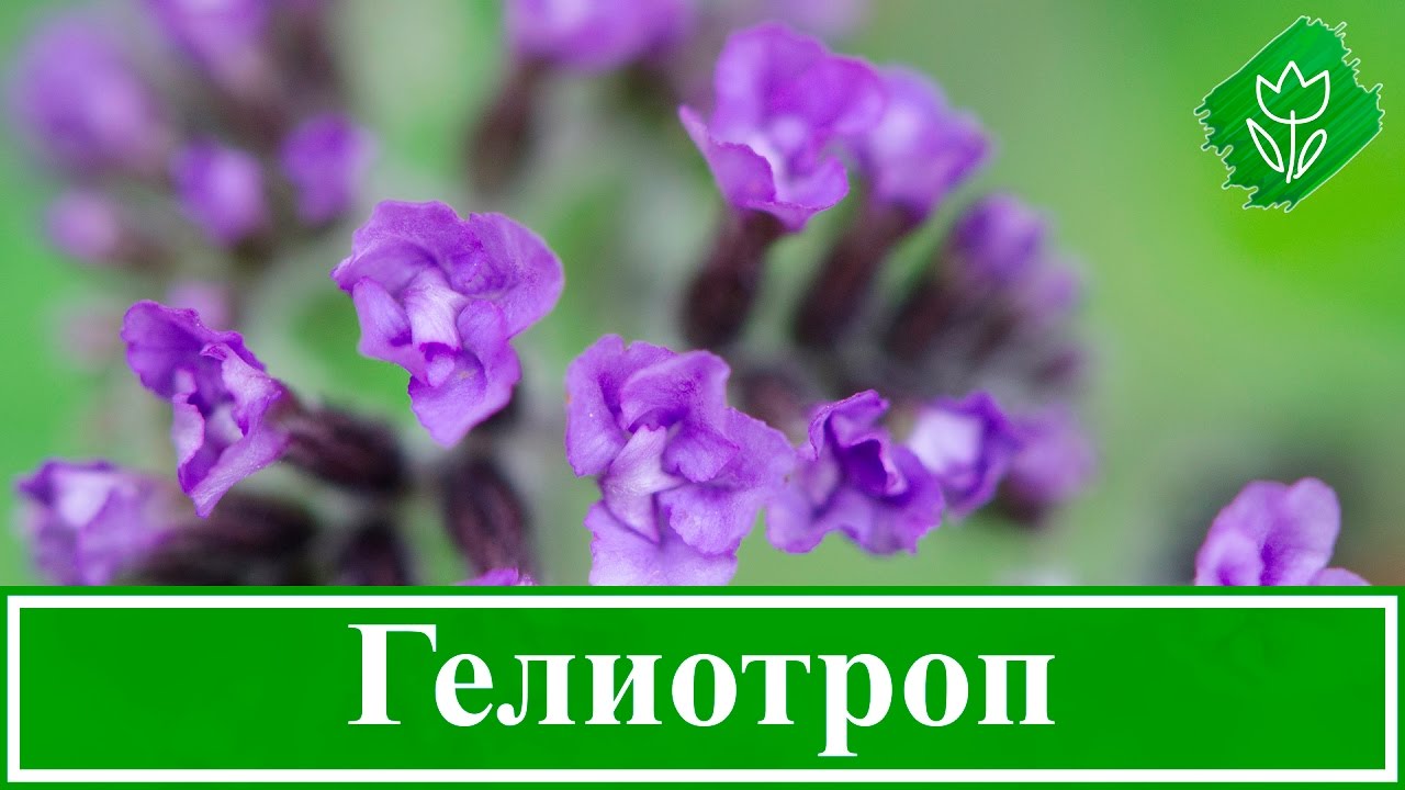 Нажмите, чтобы запустить видео