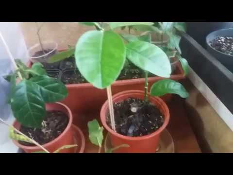 Нажмите, чтобы запустить видео