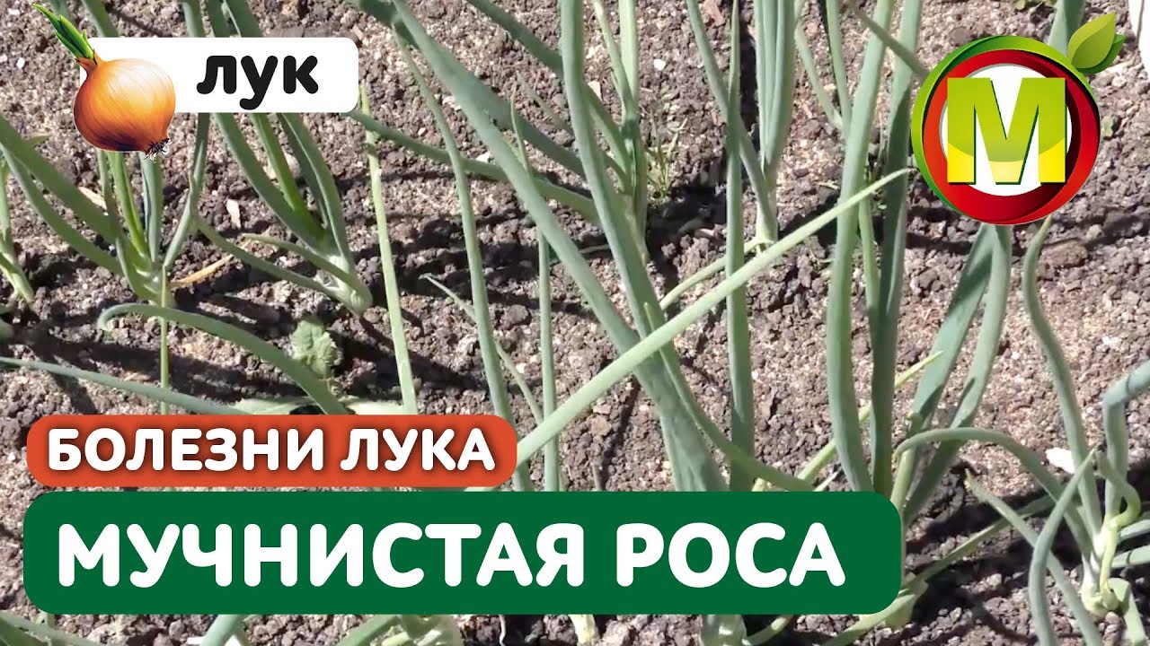 Нажмите, чтобы запустить видео