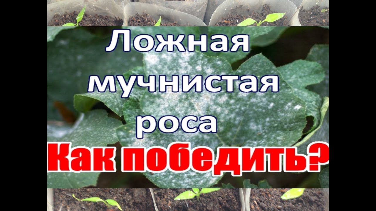 Нажмите, чтобы запустить видео