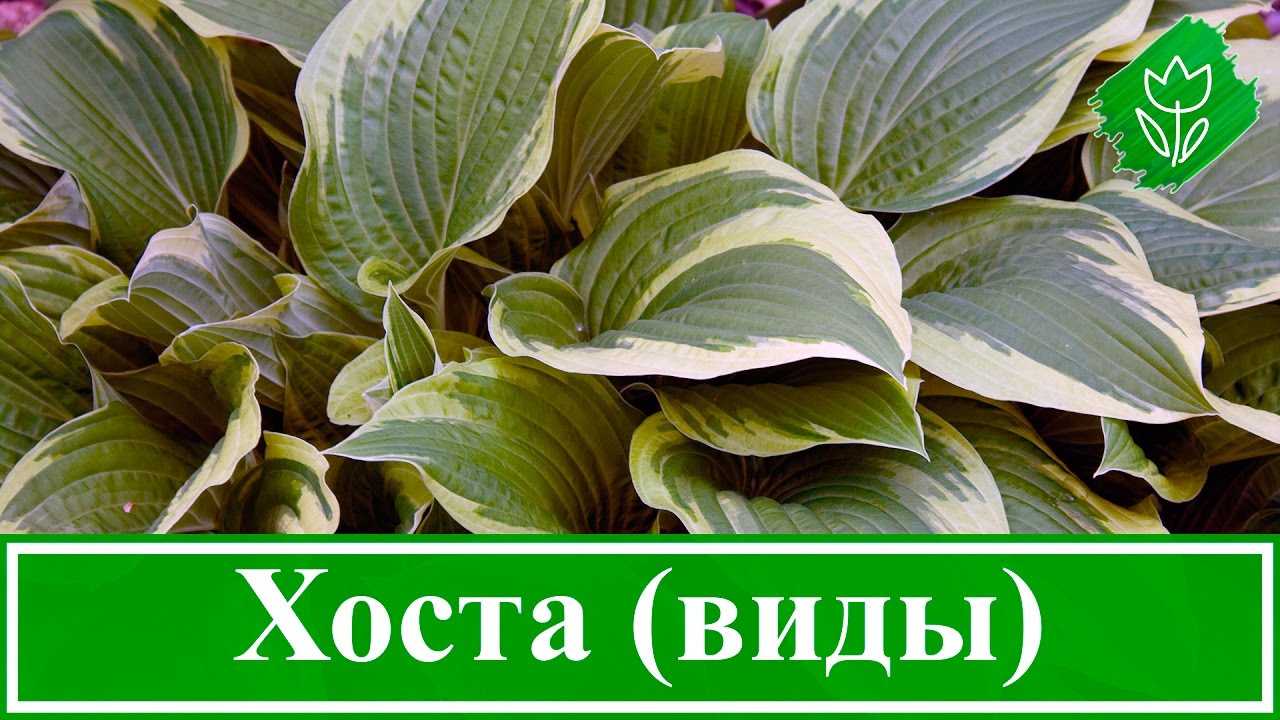 Нажмите, чтобы запустить видео