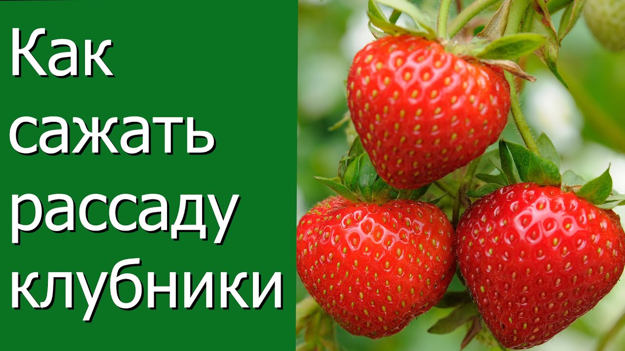 Нажмите, чтобы запустить видео