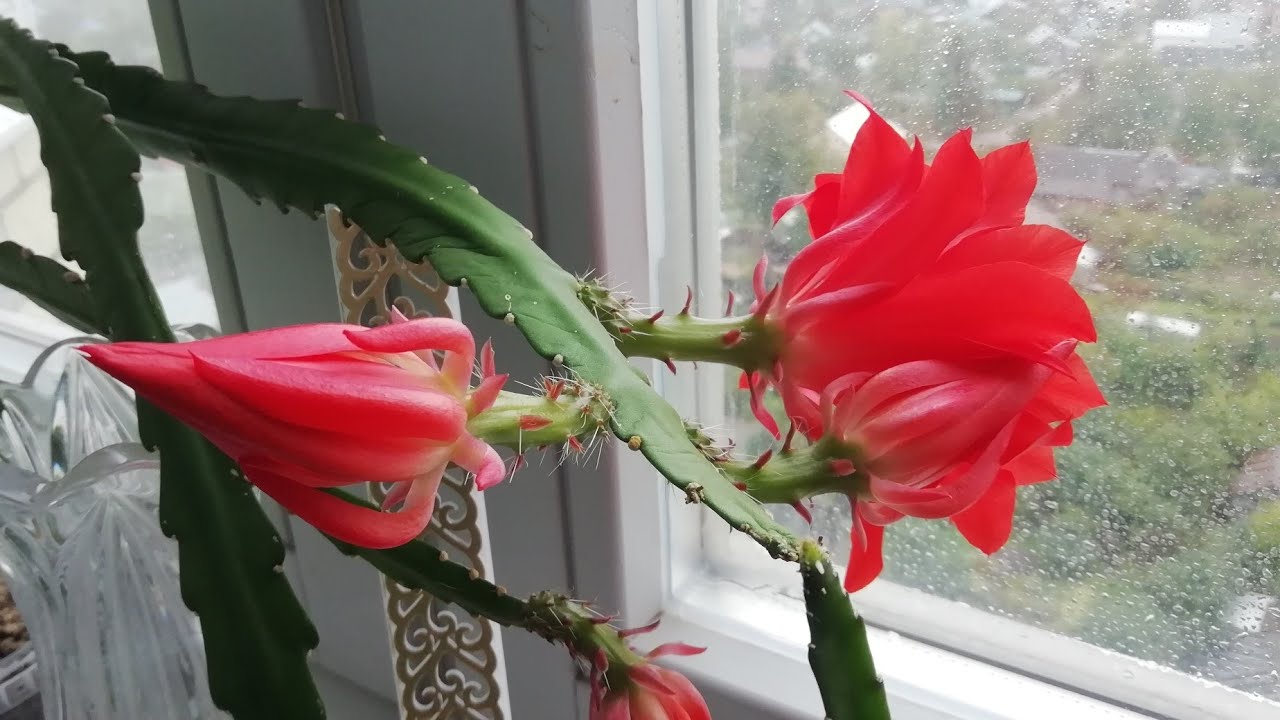 Нажмите, чтобы запустить видео