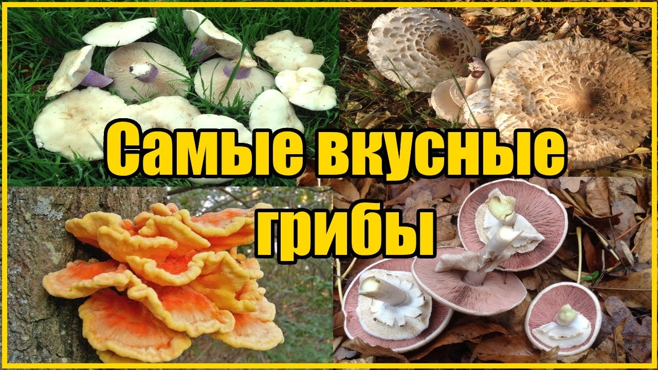 Нажмите, чтобы запустить видео