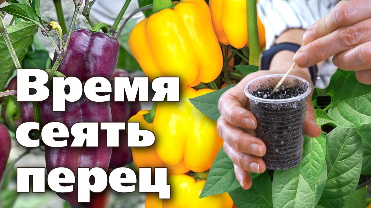 Нажмите, чтобы запустить видео
