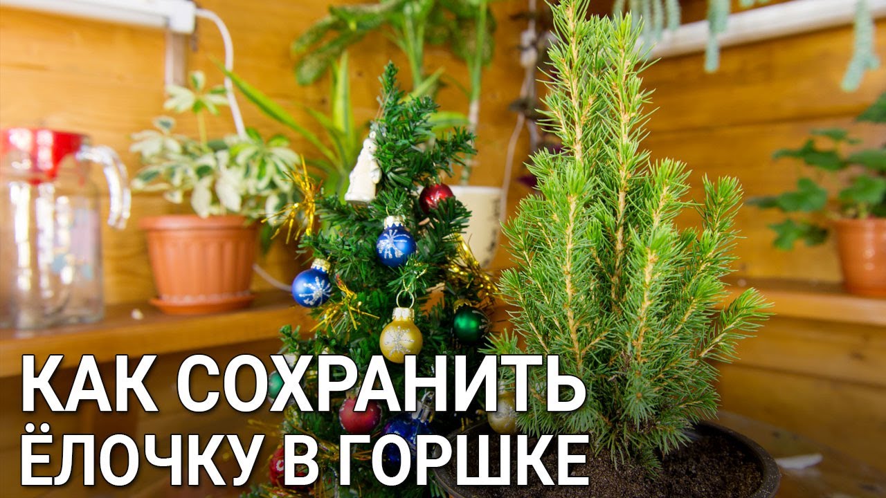 Нажмите, чтобы запустить видео