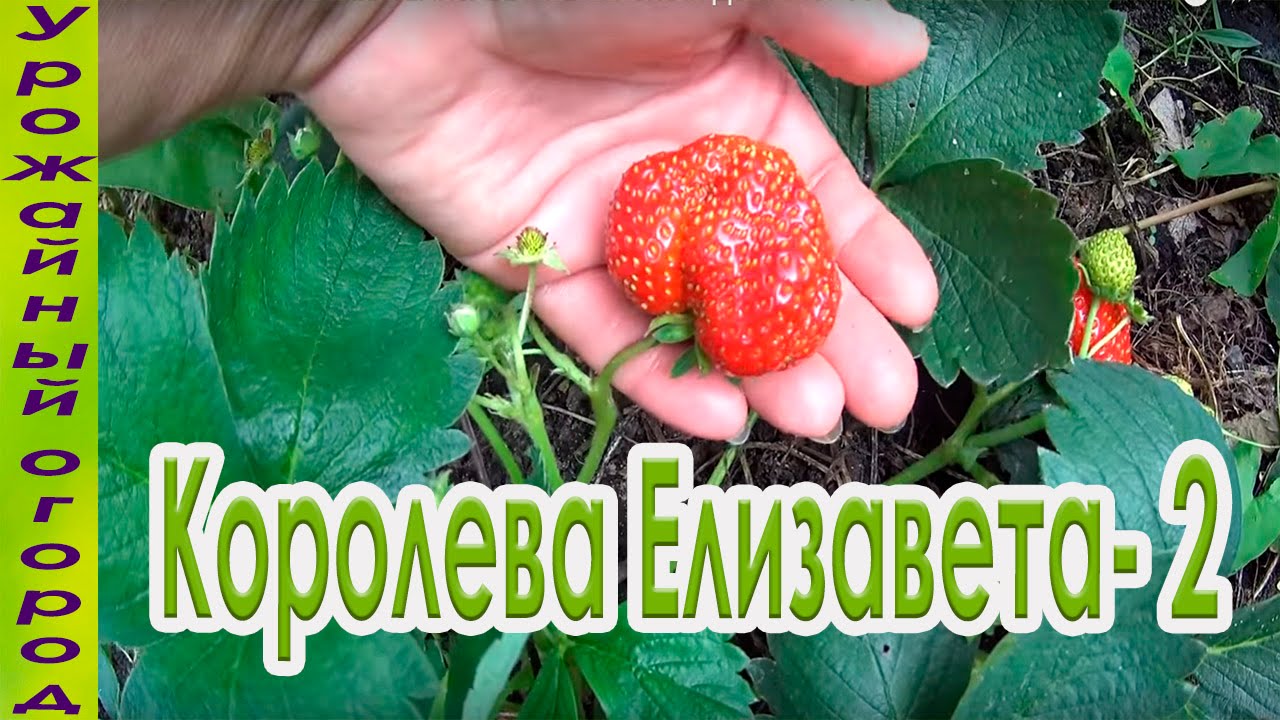 Нажмите, чтобы запустить видео