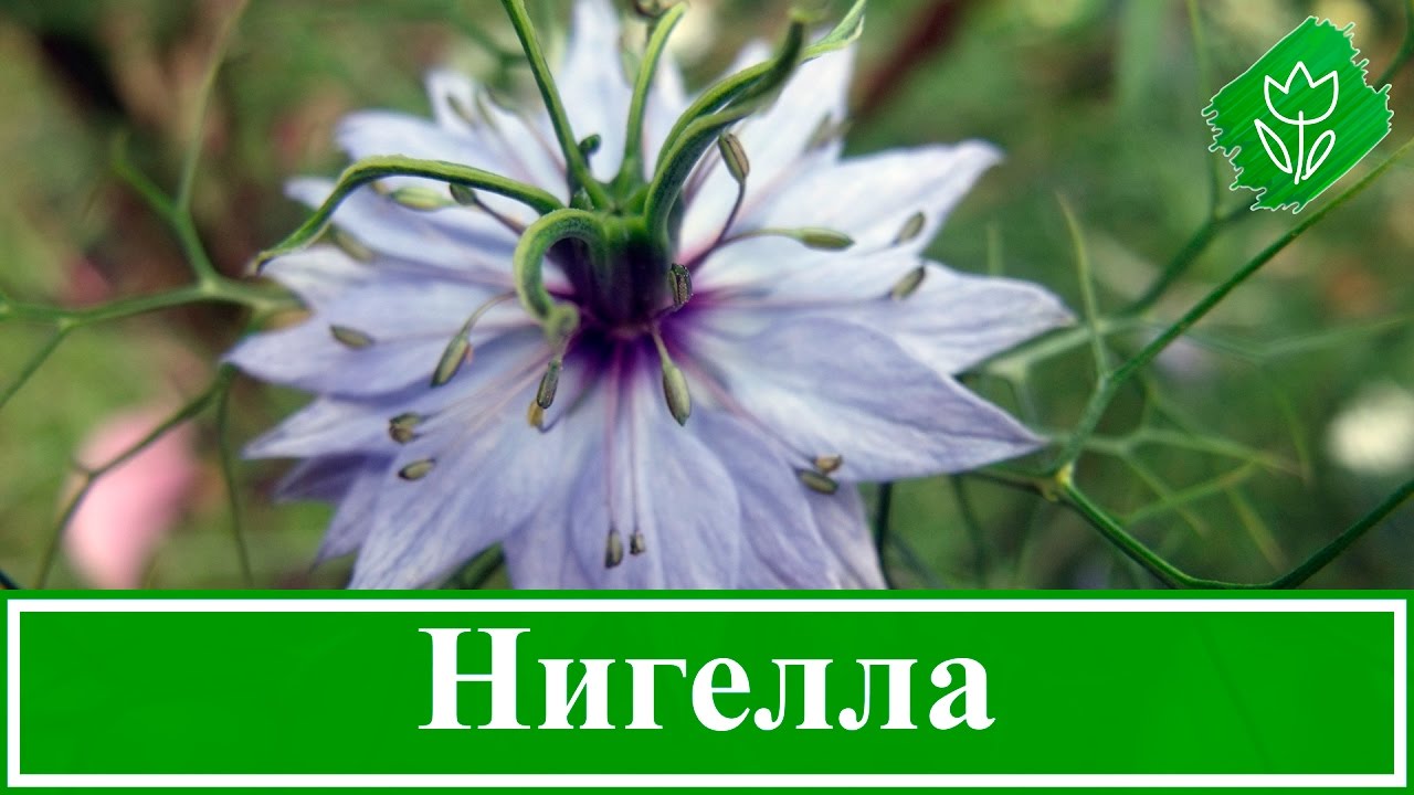 Нажмите, чтобы запустить видео