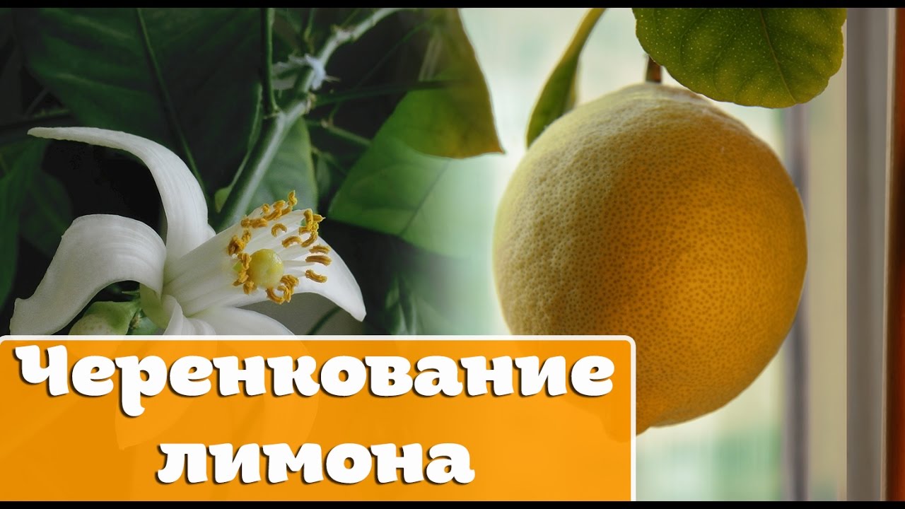 Нажмите, чтобы запустить видео