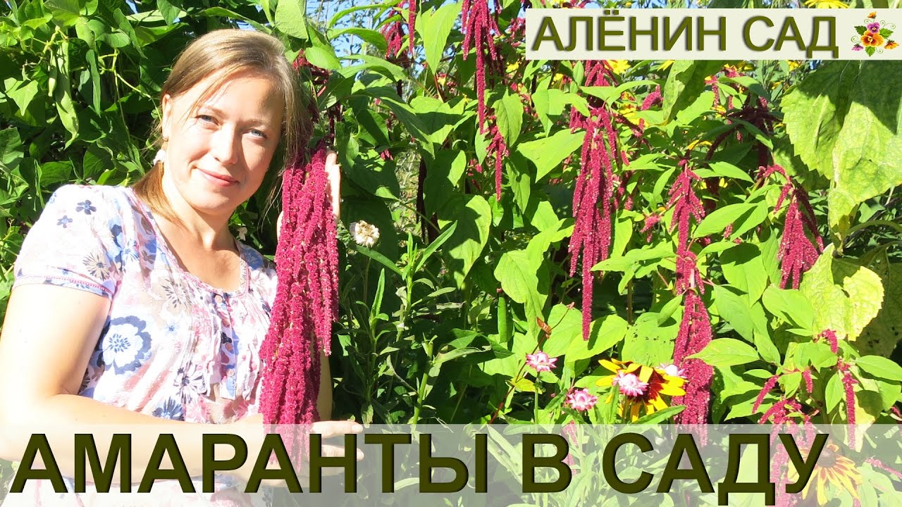 Нажмите, чтобы запустить видео