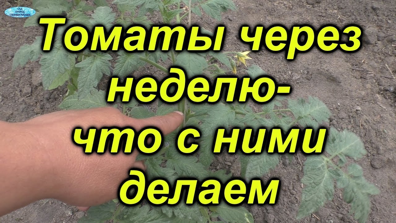 Нажмите, чтобы запустить видео
