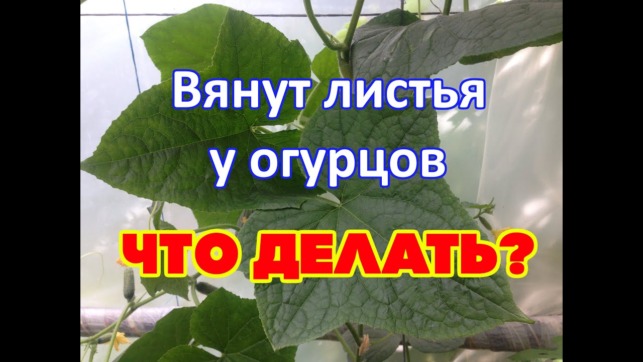 Нажмите, чтобы запустить видео
