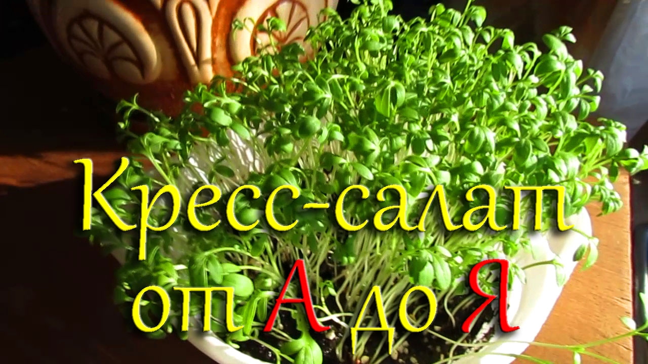 Нажмите, чтобы запустить видео