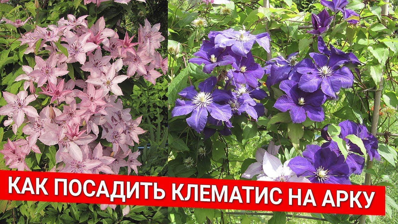 Нажмите, чтобы запустить видео