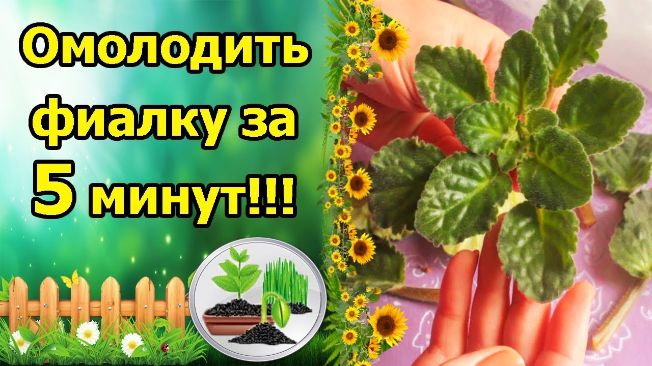 Нажмите, чтобы запустить видео