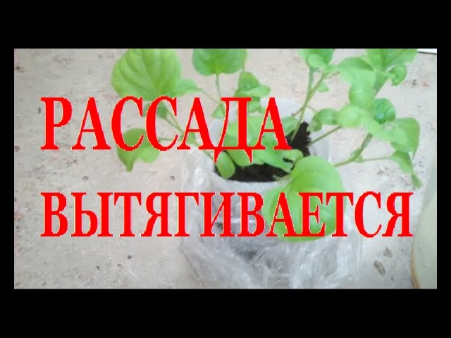 Нажмите, чтобы запустить видео