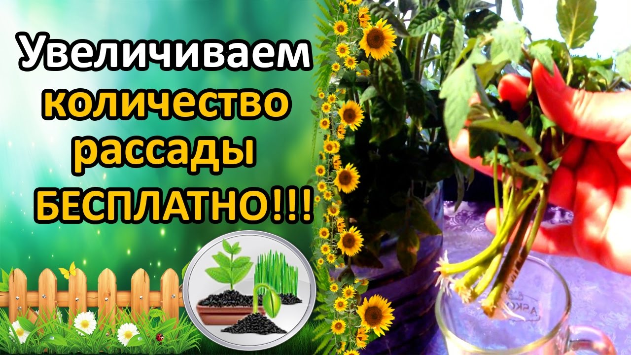 Нажмите, чтобы запустить видео