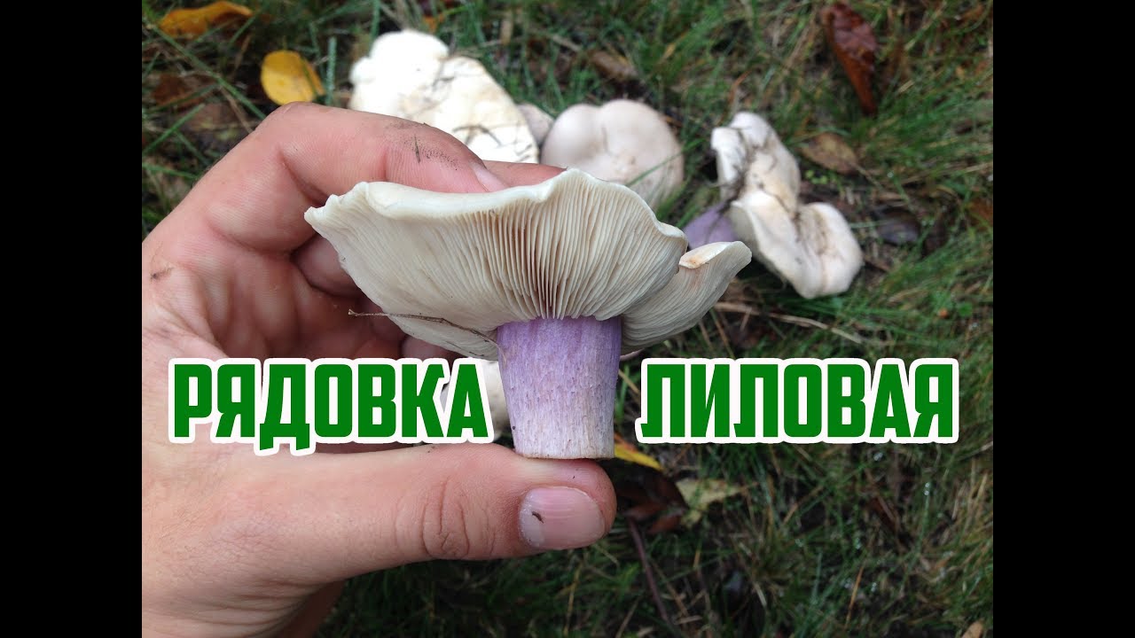 Нажмите, чтобы запустить видео