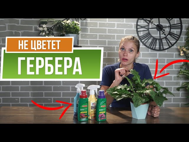 Нажмите, чтобы запустить видео