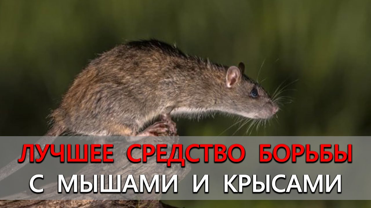 Нажмите, чтобы запустить видео