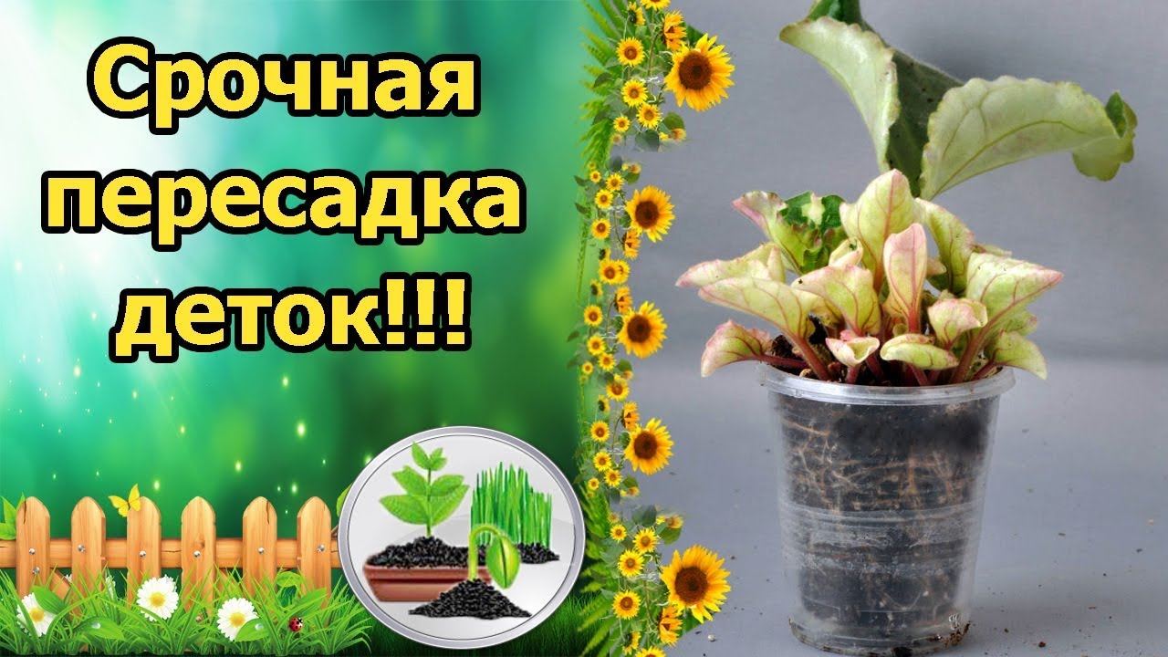 Нажмите, чтобы запустить видео