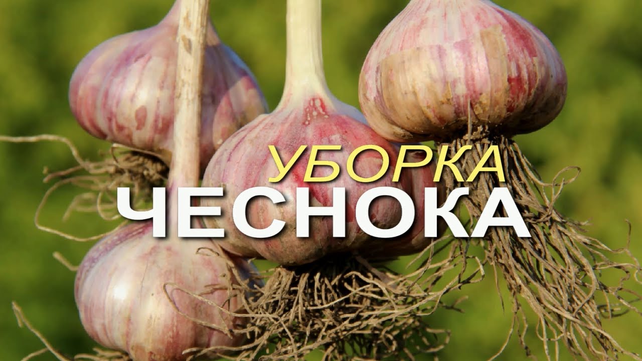 Нажмите, чтобы запустить видео