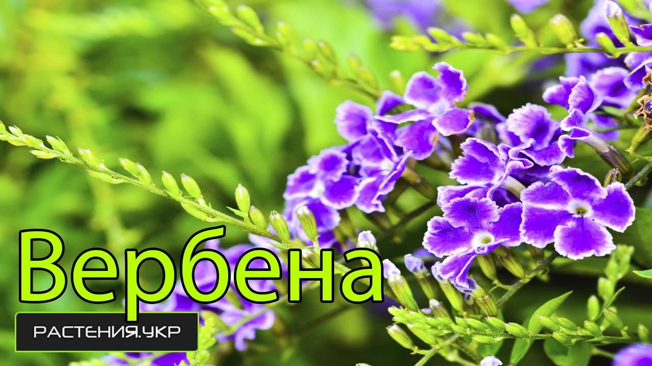 Нажмите, чтобы запустить видео