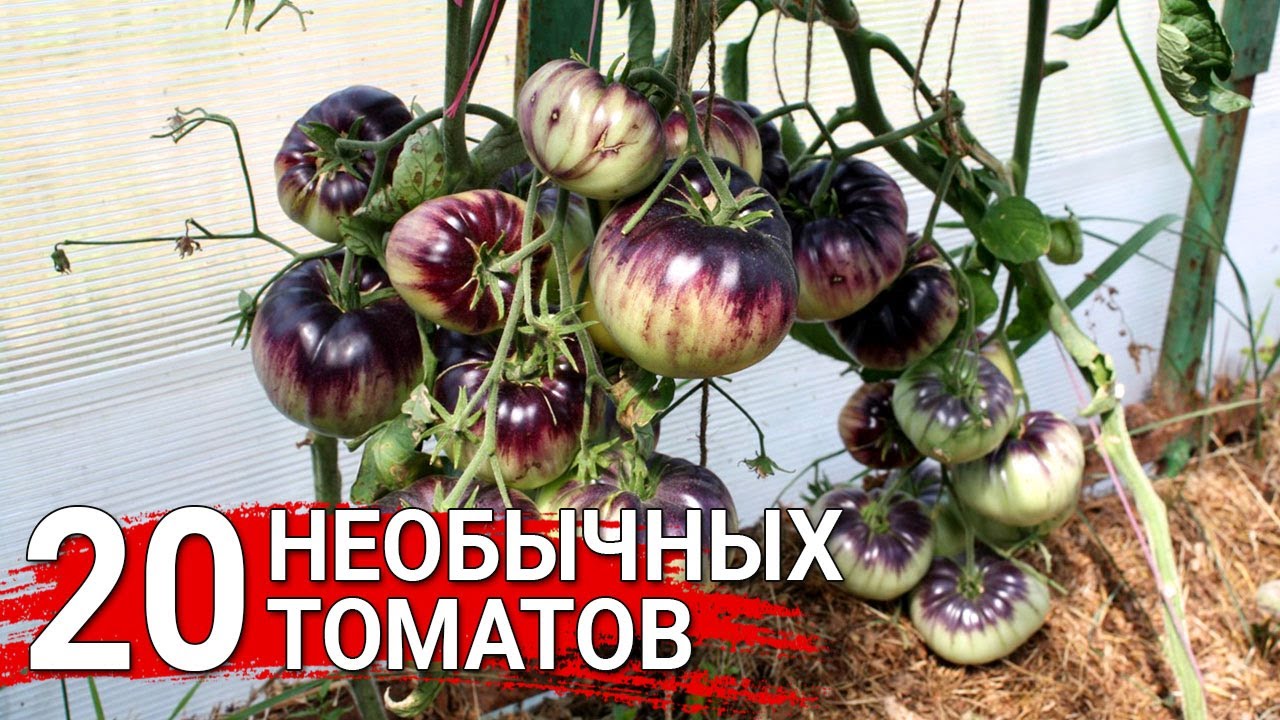 Нажмите, чтобы запустить видео