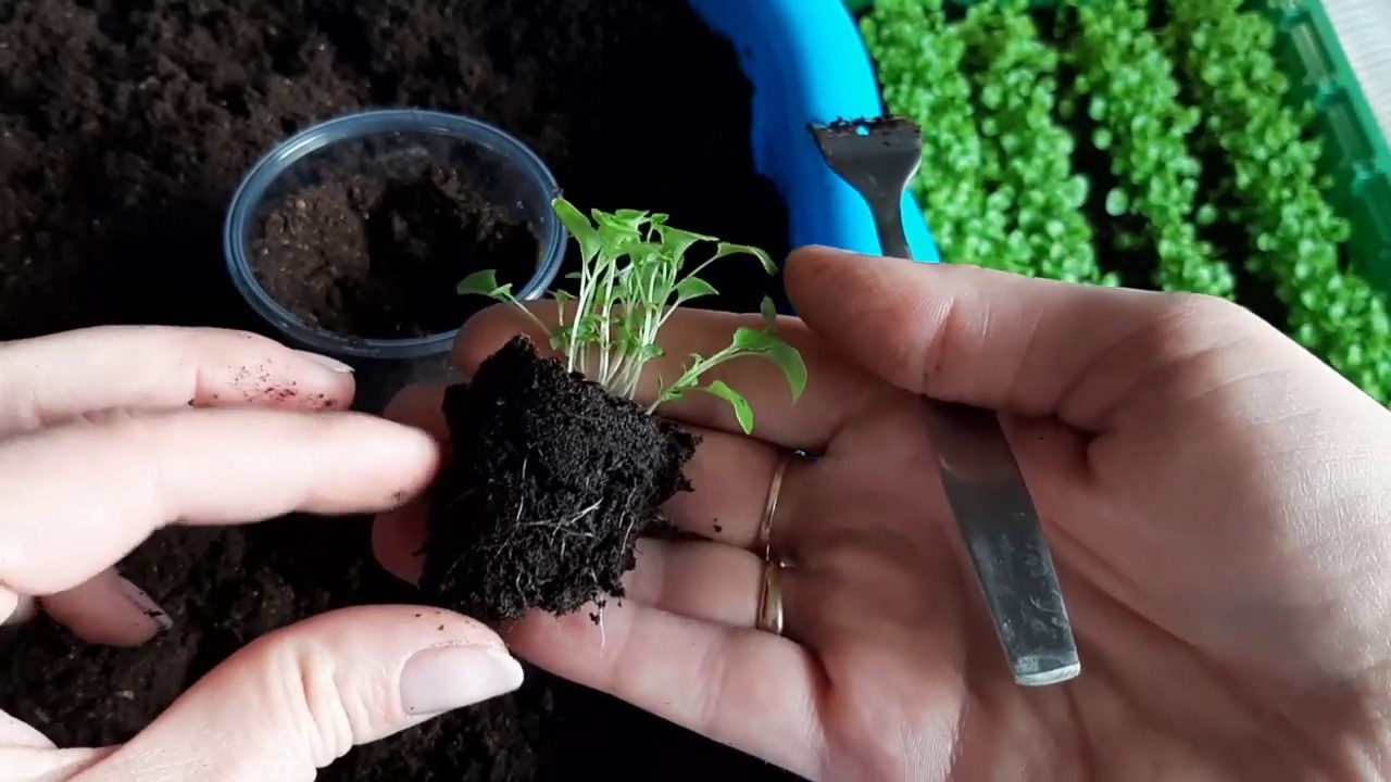 Нажмите, чтобы запустить видео