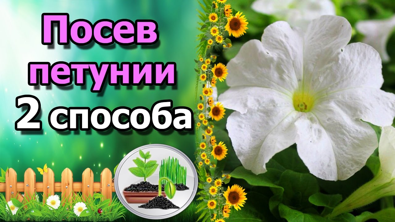 Нажмите, чтобы запустить видео