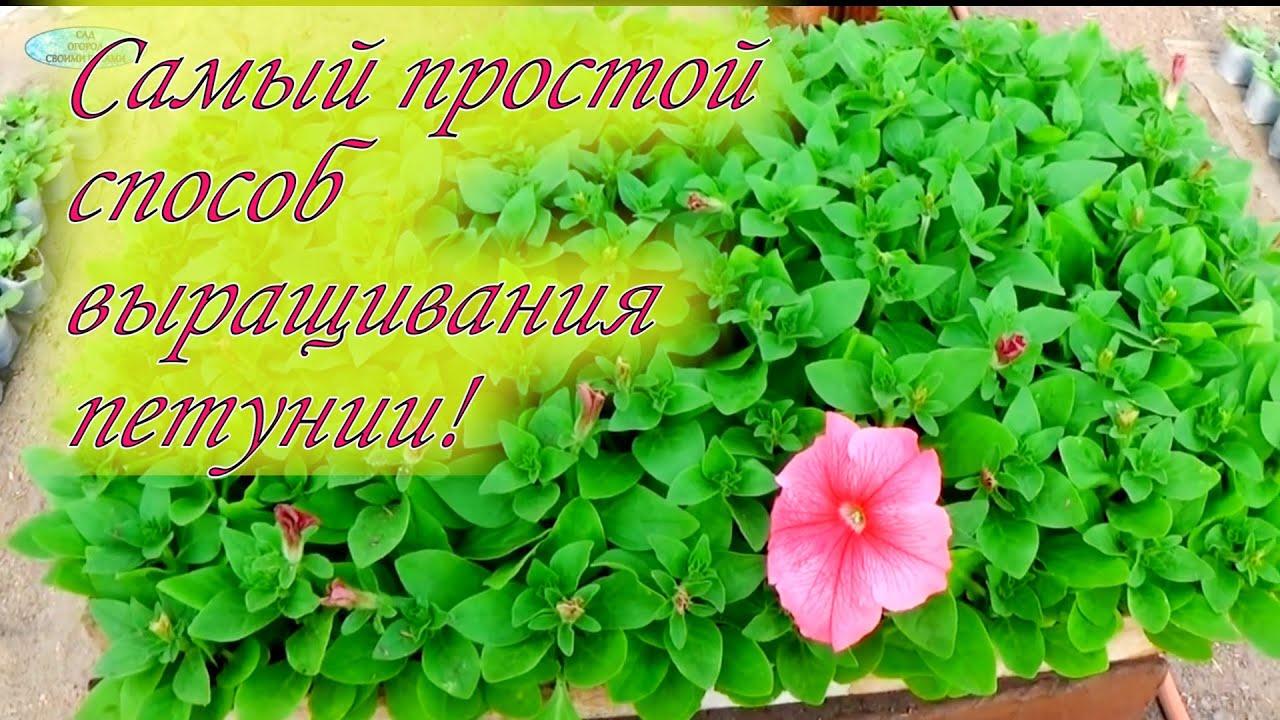 Нажмите, чтобы запустить видео