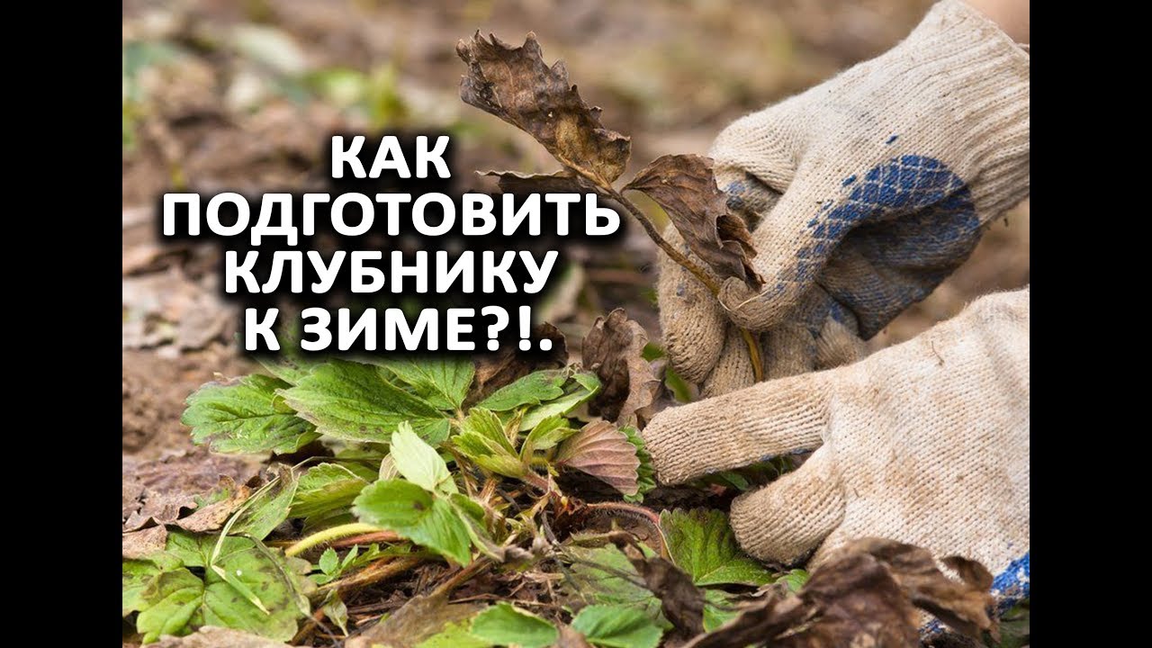 Нажмите, чтобы запустить видео