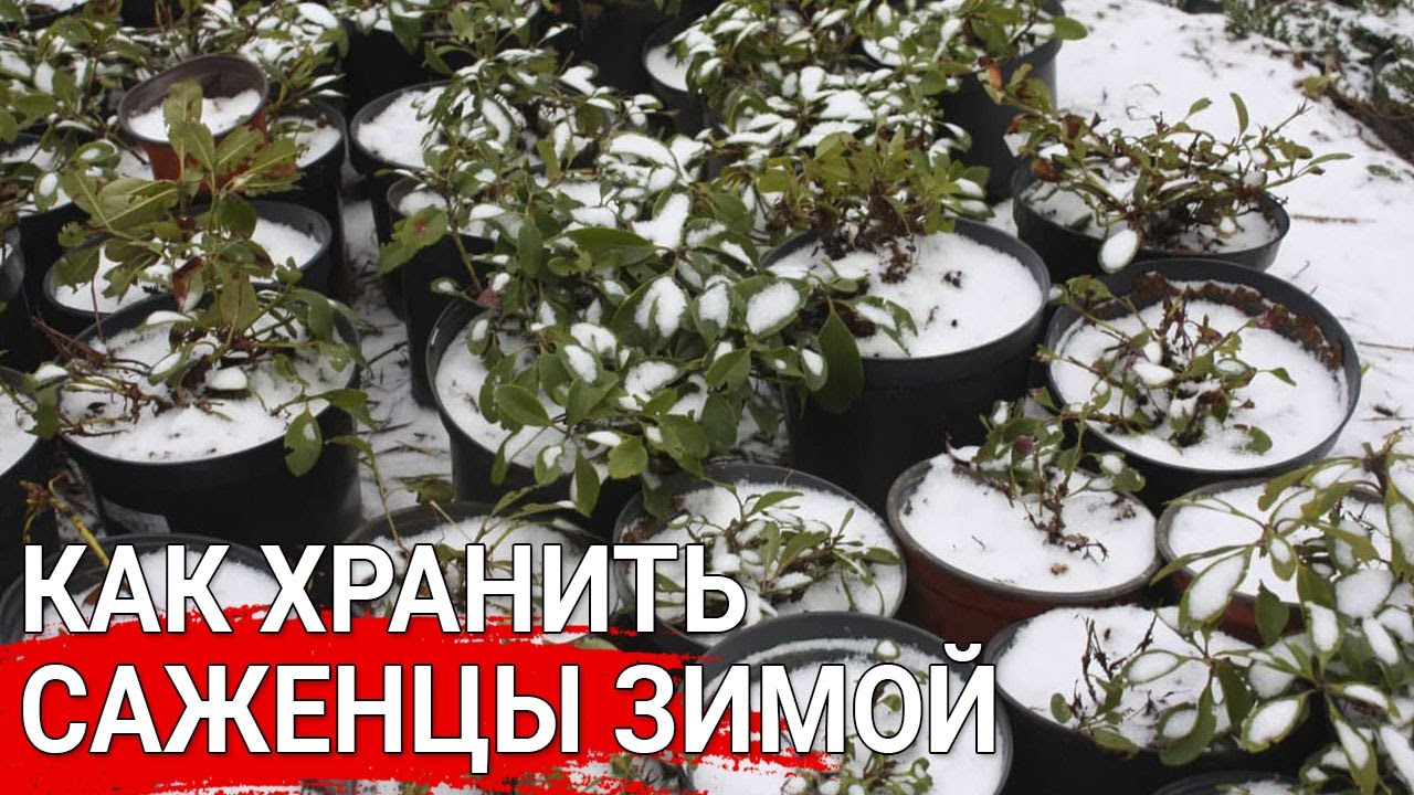 Нажмите, чтобы запустить видео
