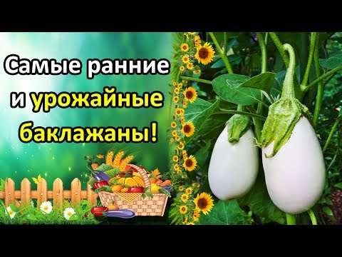Нажмите, чтобы запустить видео